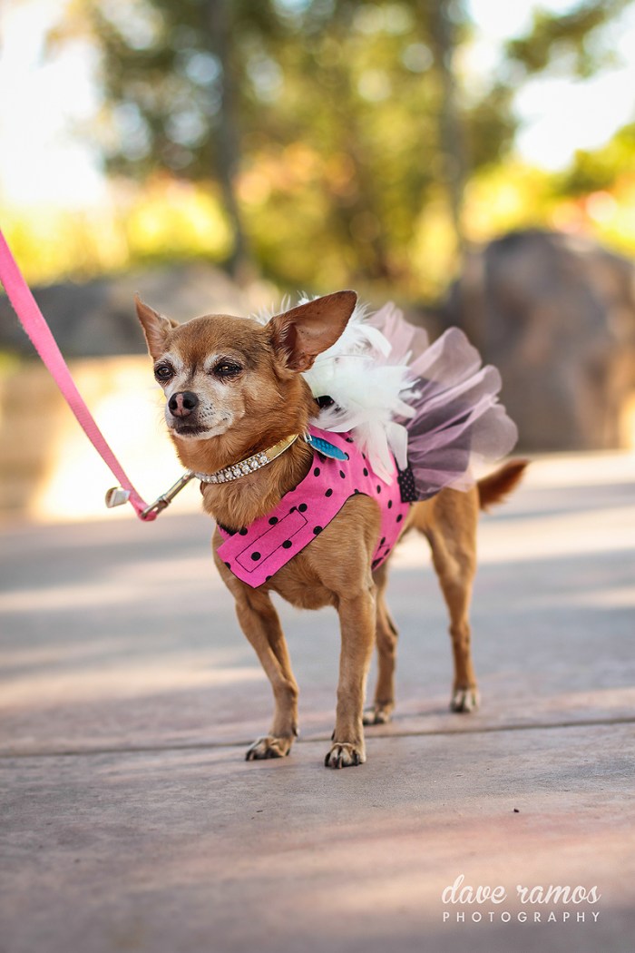 amarillo wedding photographer-john emily-65