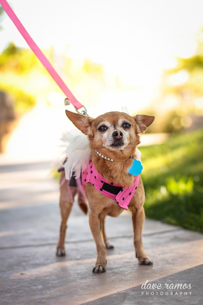 amarillo wedding photographer-john emily-66