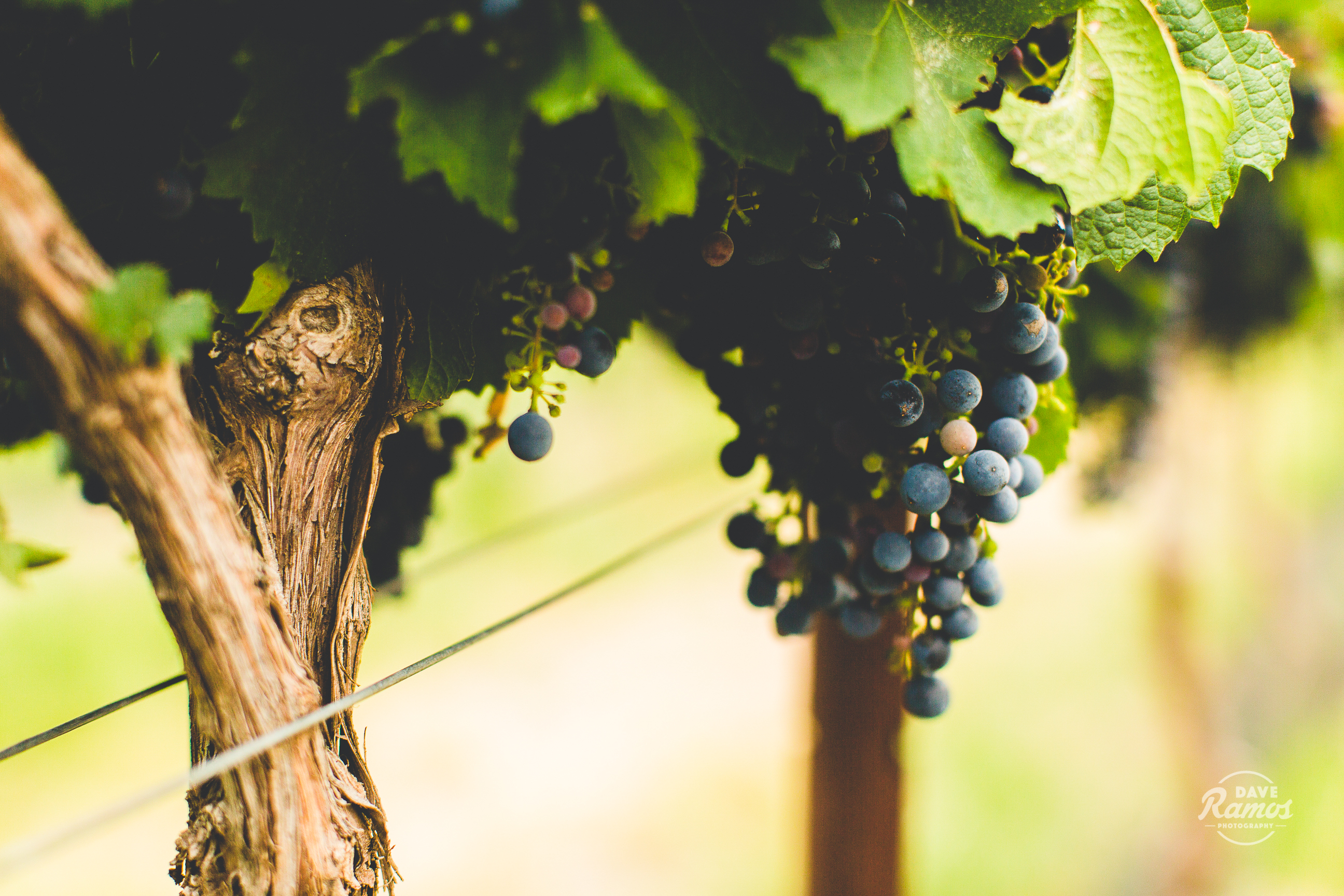 amarillo wedding photographers